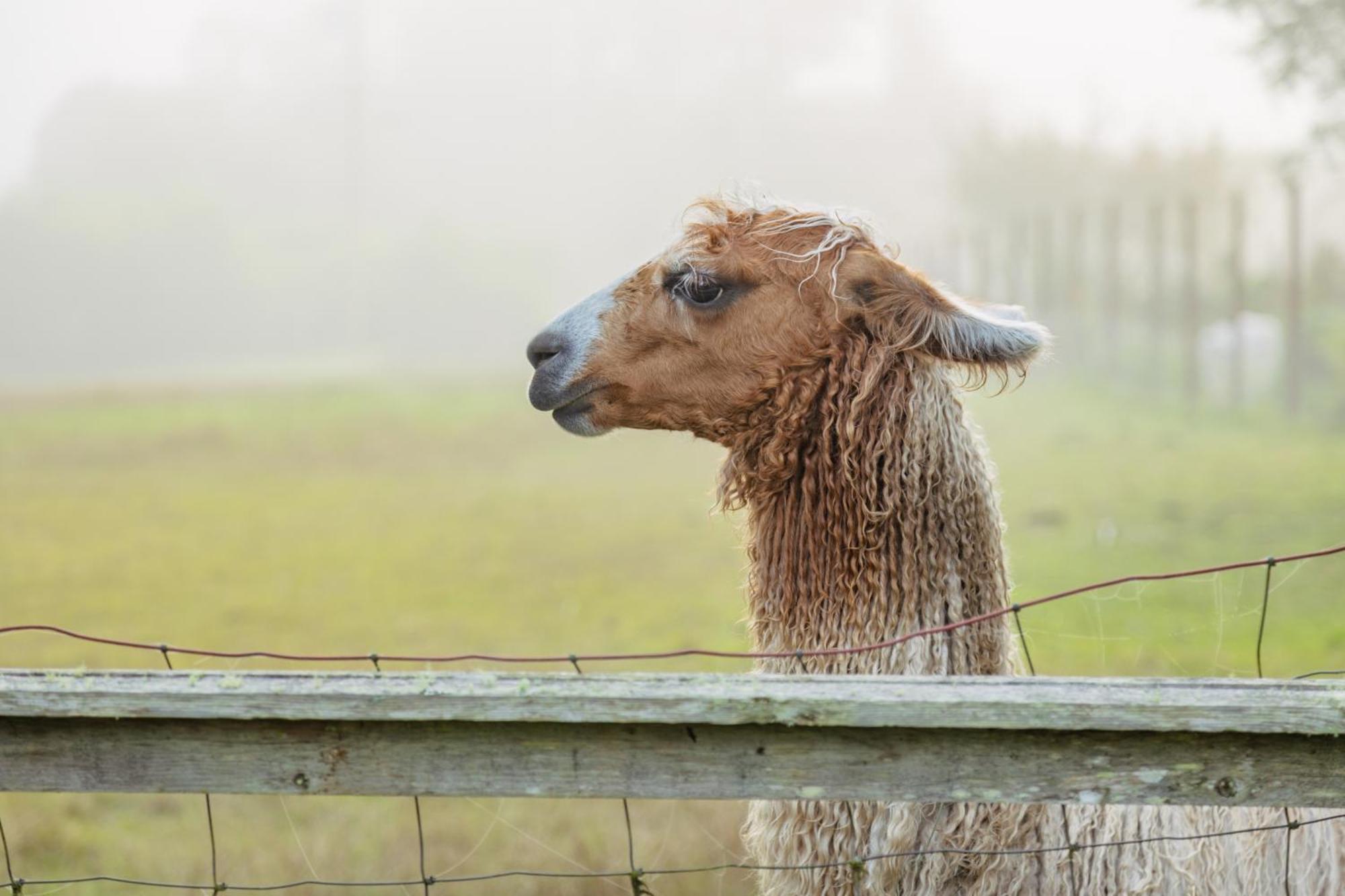 Scp Mendocino Inn And Farm Little River エクステリア 写真