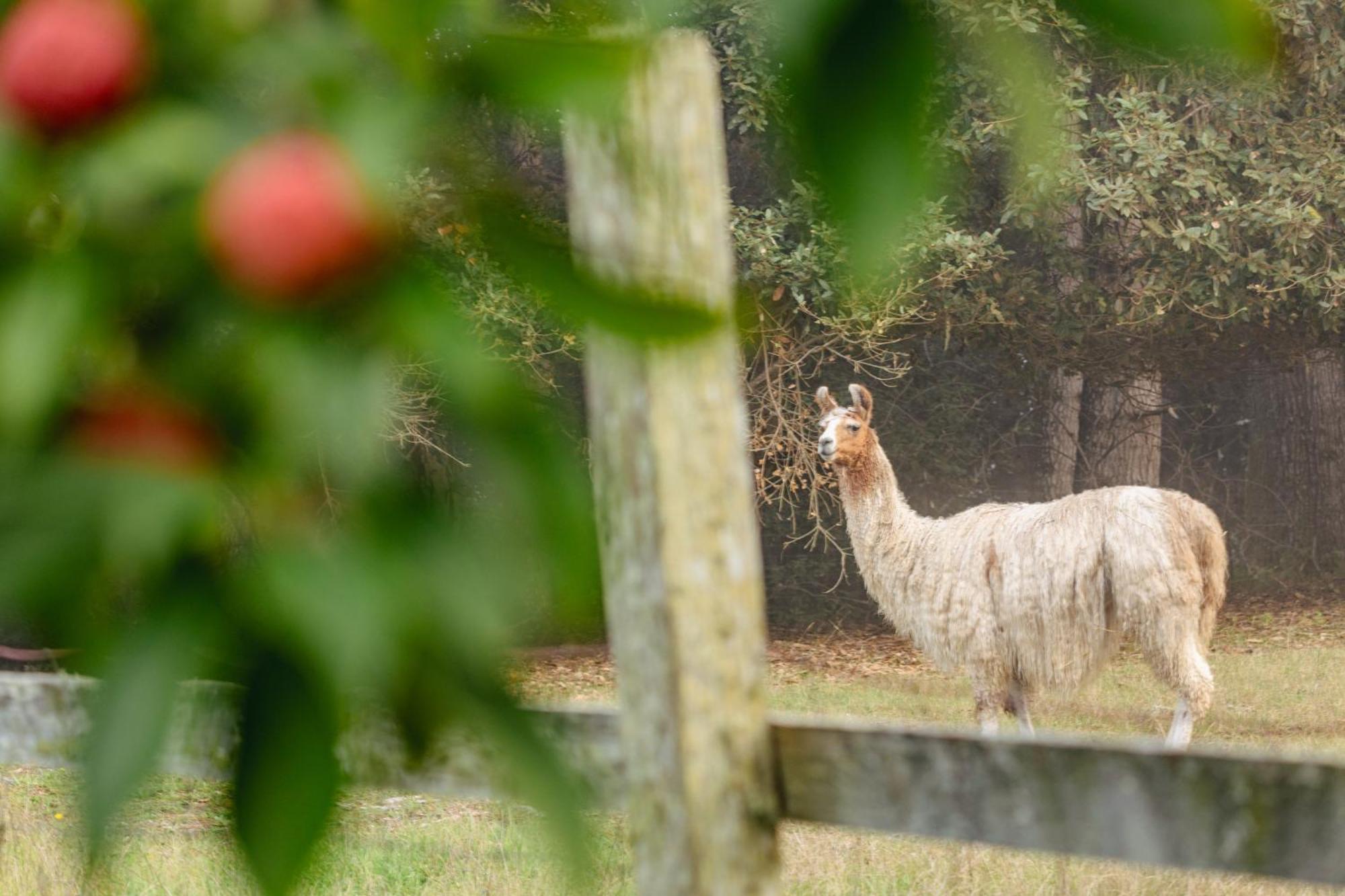 Scp Mendocino Inn And Farm Little River エクステリア 写真